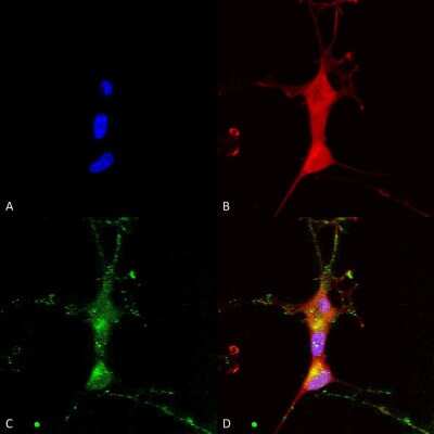 Immunocytochemistry/ Immunofluorescence: TRP7 Antibody (N64A/36) [NBP1-48318]