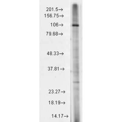 Western Blot: TRP7 Antibody (N64A/36) [NBP1-48318]