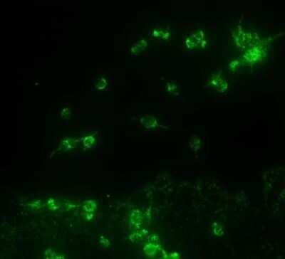 Immunocytochemistry/ Immunofluorescence: TRPA1 Antibody - BSA Free [NB110-40763]