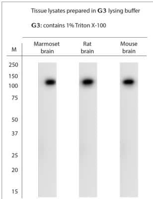 Western Blot: TRPA1 Antibody [NB100-91319]