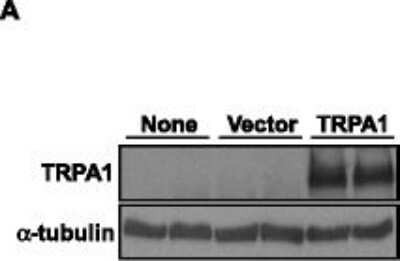 Western Blot: TRPA1 AntibodyBSA Free [NB110-40763]