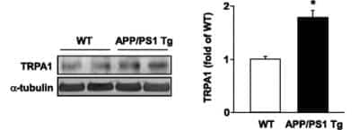 Western Blot: TRPA1 AntibodyBSA Free [NB110-40763]