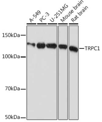 Western Blot: TRPC1 Antibody (1V3Q2) [NBP3-16315]