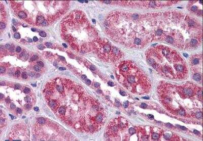 Immunohistochemistry-Paraffin: TRPC4 Antibody [NBP1-20989]