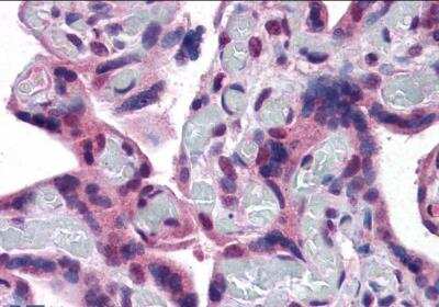 Immunohistochemistry-Paraffin: TRPC4 Antibody [NBP1-20989]