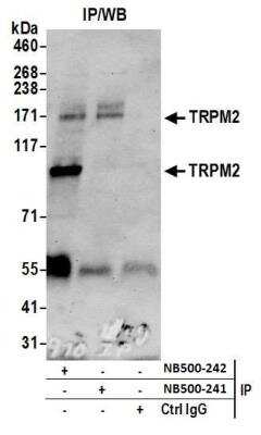 Immunoprecipitation: TRPM2 Antibody [NB500-242]