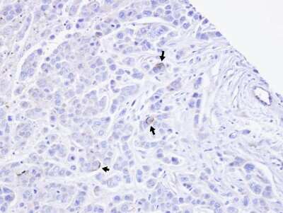 Immunohistochemistry-Paraffin: TRPM2 Antibody [NBP1-33416]
