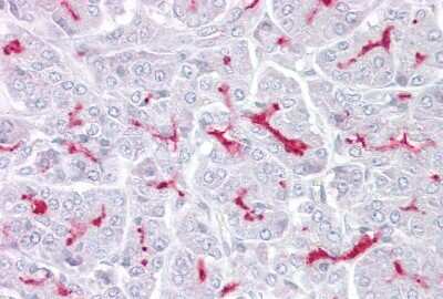 Immunohistochemistry: TRPM5 Antibody [NBP2-88493]