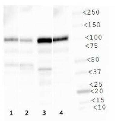 Western Blot: Vanilloid R1/TRPV1 AntibodyBSA Free [NBP1-97417]