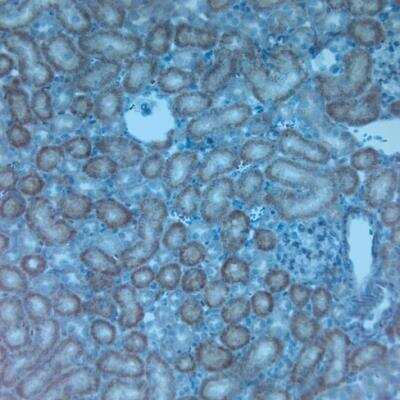 Immunohistochemistry-Paraffin: TRPV4 Antibody [NB110-74960]