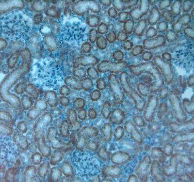 Immunohistochemistry-Paraffin: TRPV4 Antibody [NB110-74960]