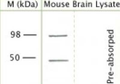 Western Blot: TRPV4 AntibodyAzide and BSA Free [NBP1-20225]