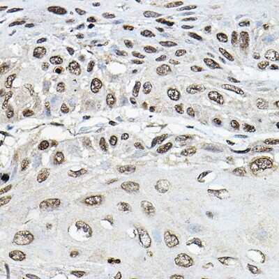 Immunohistochemistry-Paraffin: TRRAP Antibody - Azide and BSA Free [NBP3-15607]