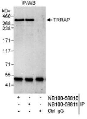 Immunoprecipitation: TRRAP Antibody [NB100-58810]