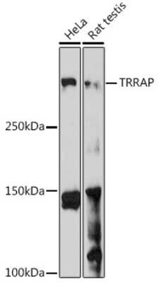 Western Blot: TRRAP AntibodyAzide and BSA Free [NBP3-15607]