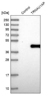 Western Blot: TRSPAP1 Antibody [NBP1-92536]