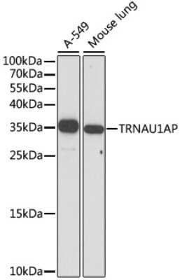 Western Blot: TRSPAP1 AntibodyAzide and BSA Free [NBP2-94804]