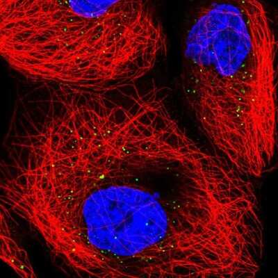 Immunocytochemistry/ Immunofluorescence: TRUB1 Antibody [NBP2-55729]