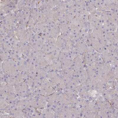 Immunohistochemistry-Paraffin: TRUB1 Antibody [NBP1-80866]