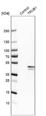 Western Blot: TRUB1 Antibody [NBP1-80866]