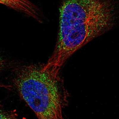 Immunocytochemistry/ Immunofluorescence: TRUB2 Antibody [NBP1-85560]