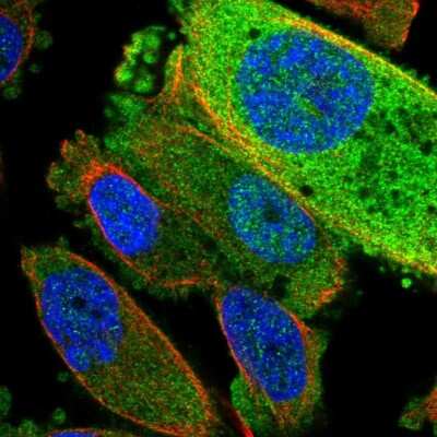 Immunocytochemistry/ Immunofluorescence: TRUB2 Antibody [NBP2-58583]