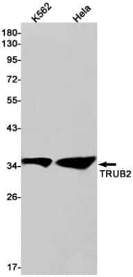 Western Blot: TRUB2 Antibody (S08-5D1) [NBP3-15106]