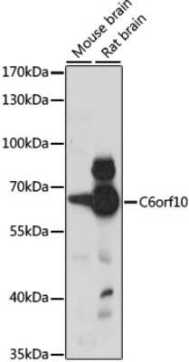 Western Blot: TSBP AntibodyAzide and BSA Free [NBP2-94740]