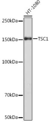 Western Blot: TSC1 Antibody (6Q10T10) [NBP3-16565]