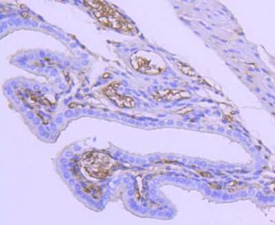Immunohistochemistry-Paraffin: TSC2 Antibody (SC05-59) [NBP2-67552]