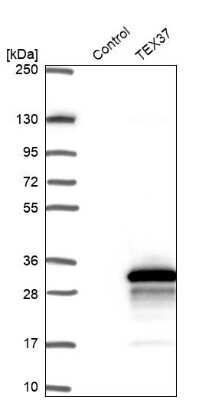Western Blot: TSC21 Antibody [NBP1-91727]