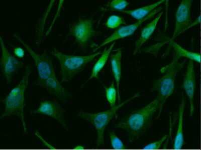 Immunocytochemistry/ Immunofluorescence: TSC22/TSC22D1 Antibody (143) [NBP2-90145]