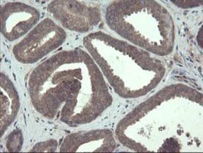 Immunohistochemistry: TSC22/TSC22D1 Antibody (OTI4H8) [NBP2-46238]