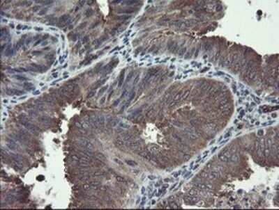 Immunohistochemistry: TSC22/TSC22D1 Antibody (OTI4H8) [NBP2-46238]