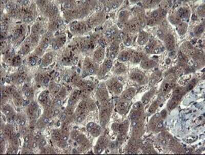 Immunohistochemistry: TSC22/TSC22D1 Antibody (OTI4H8) [NBP2-46238]