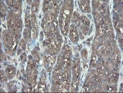 Immunohistochemistry: TSC22/TSC22D1 Antibody (OTI4H8) [NBP2-46238]