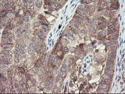 Immunohistochemistry: TSC22/TSC22D1 Antibody (OTI4H8) [NBP2-46238]