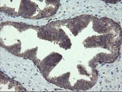 Immunohistochemistry: TSC22/TSC22D1 Antibody (OTI4H8) [NBP2-46238]