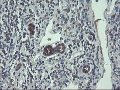Immunohistochemistry: TSC22/TSC22D1 Antibody (OTI4H8) [NBP2-46238]