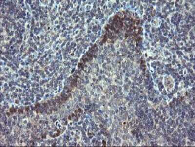 Immunohistochemistry: TSC22/TSC22D1 Antibody (OTI4H8) [NBP2-46238]