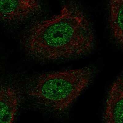 Immunocytochemistry/ Immunofluorescence: TSC22/TSC22D1 Antibody [NBP2-54941]