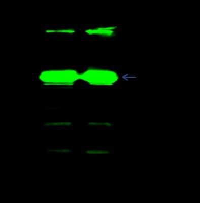 Immunoprecipitation: TSC22/TSC22D1 Antibody [NBP2-98963]