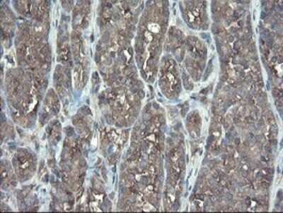 Immunohistochemistry: TSC22/TSC22D1 Antibody (OTI4H8) - Azide and BSA Free [NBP2-74654]