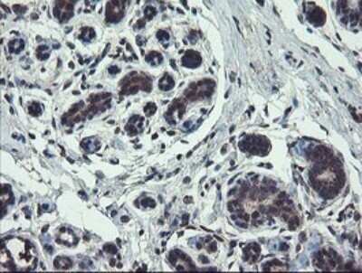 Immunohistochemistry: TSC22/TSC22D1 Antibody (OTI4H8) - Azide and BSA Free [NBP2-74654]