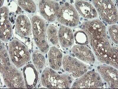 Immunohistochemistry: TSC22/TSC22D1 Antibody (OTI4H8) - Azide and BSA Free [NBP2-74654]