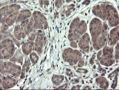Immunohistochemistry: TSC22/TSC22D1 Antibody (OTI4H8) - Azide and BSA Free [NBP2-74654]
