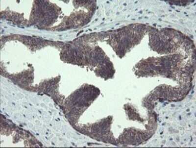 Immunohistochemistry: TSC22/TSC22D1 Antibody (OTI4H8) - Azide and BSA Free [NBP2-74654]