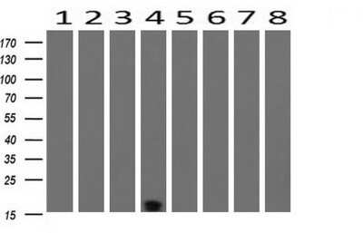 Western Blot: TSC22/TSC22D1 Antibody (OTI4H8)Azide and BSA Free [NBP2-74654]