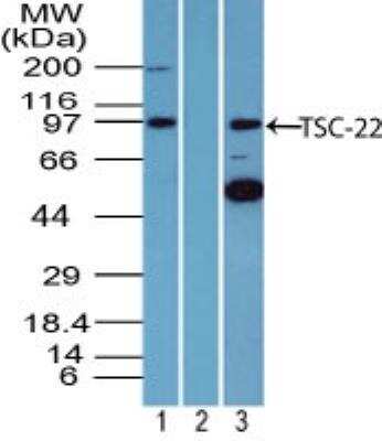 Western Blot: TSC22/TSC22D1 Antibody [NBP2-24628]