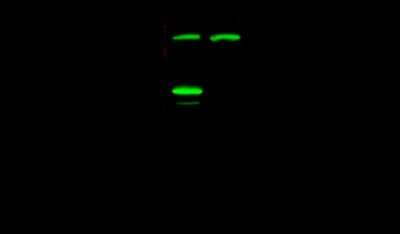 Western Blot: TSC22/TSC22D1 Antibody [NBP2-98963]